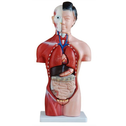 42cm Female Torso Anatomy Model